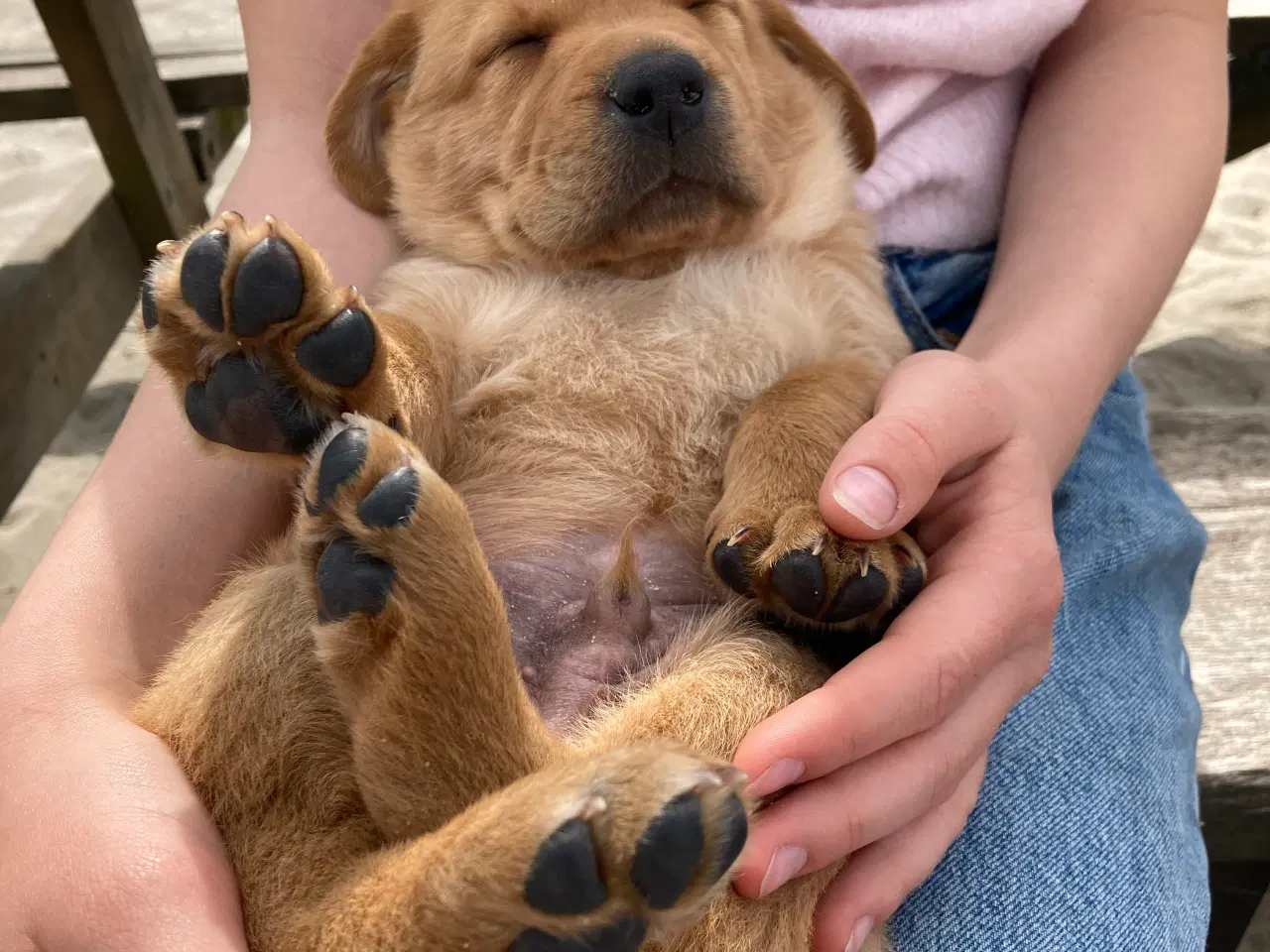 Billede 1 - Red Fox Labradorhvalpe