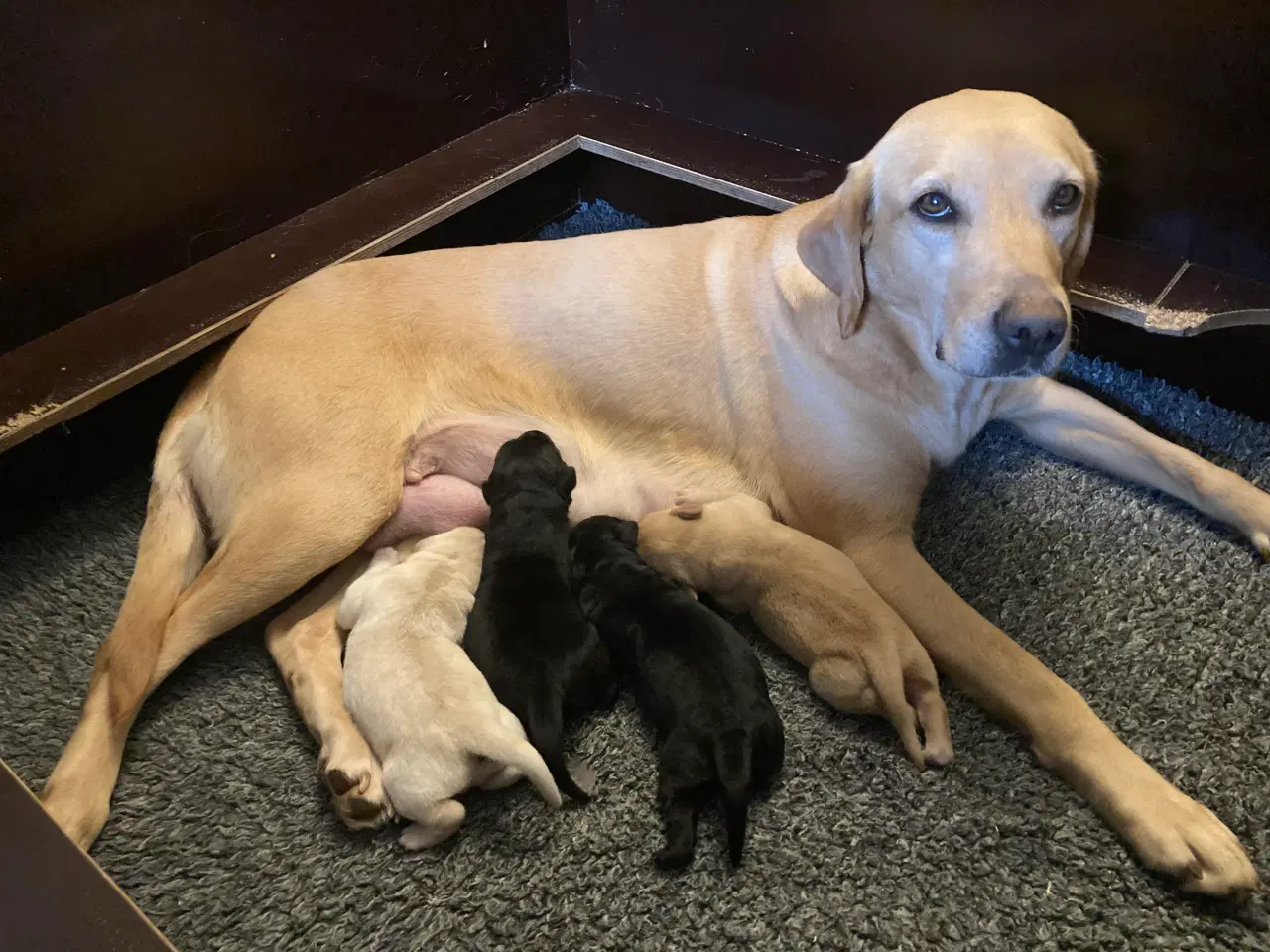 Billede 12 - Formel 1 labrador