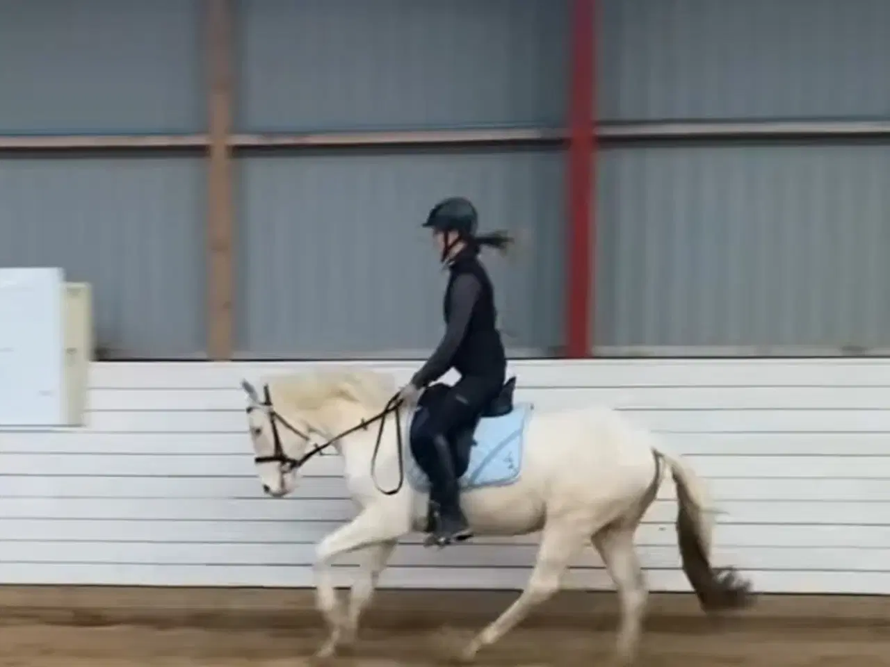 Billede 5 - Charmerende og tillidsfuld vallak søger nyt hjem.