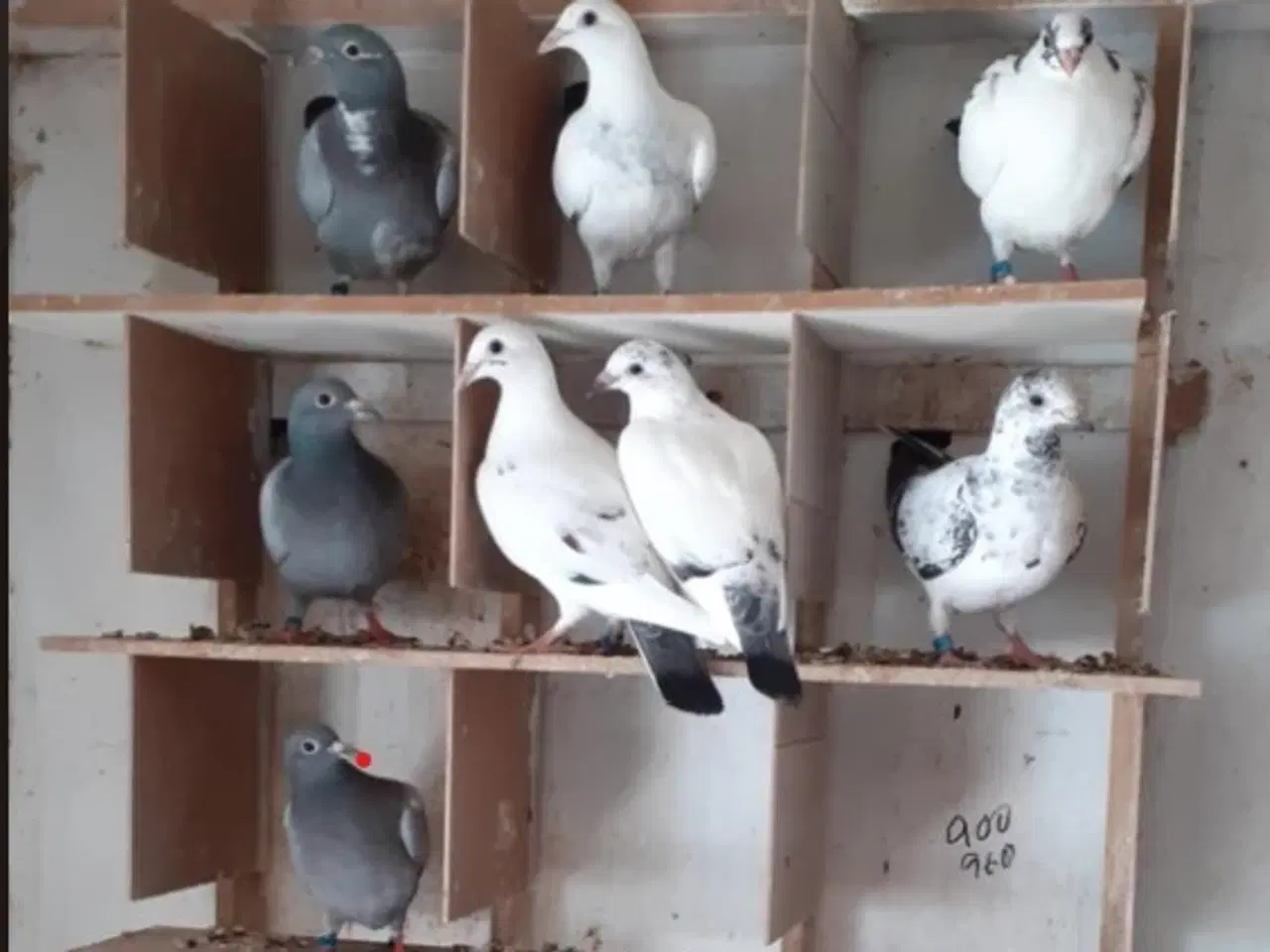 Billede 1 - Brevduer unger med egne ringe