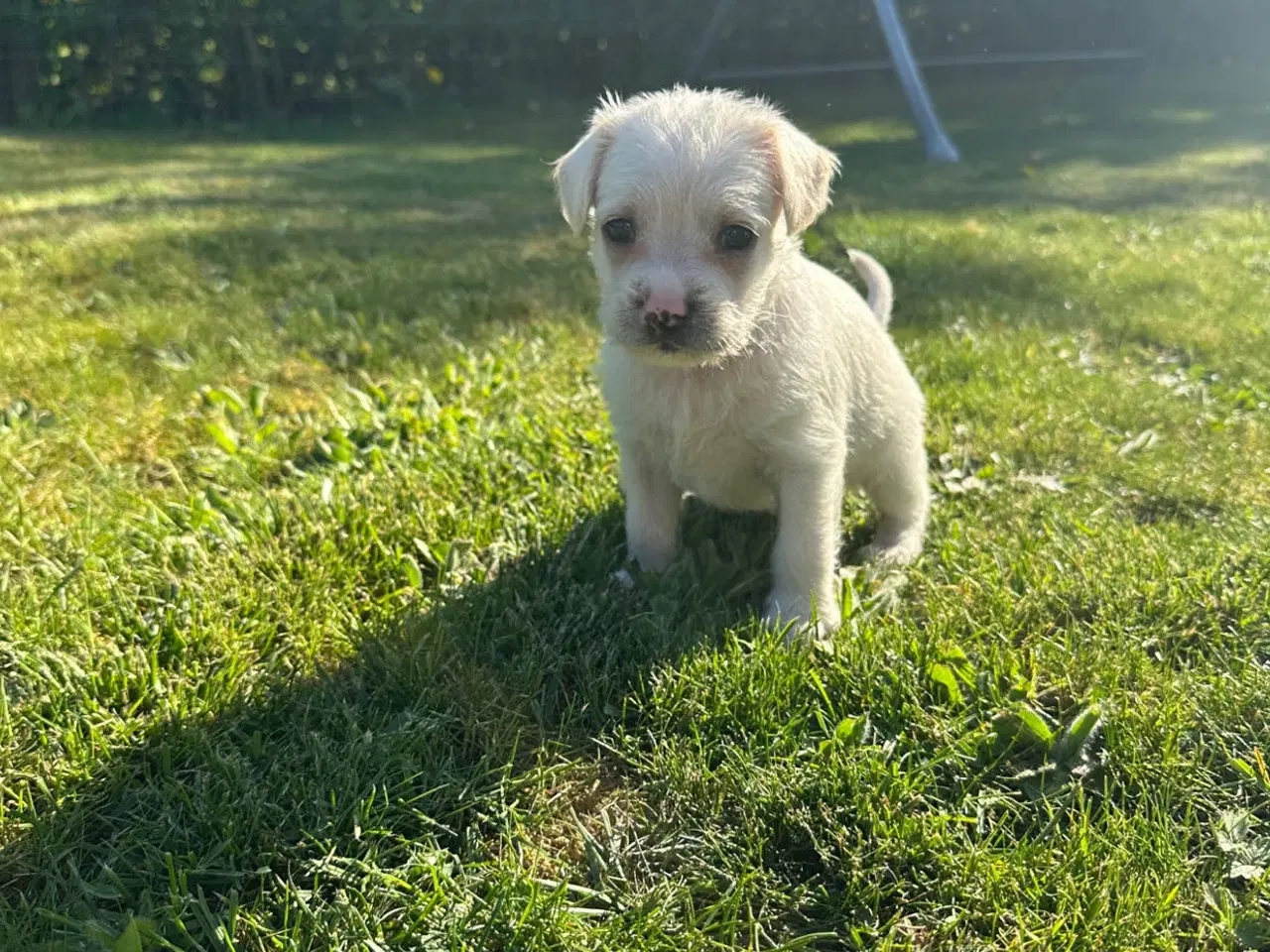 Billede 5 - Hvalpe Bichon havanais/Fransk bulldog