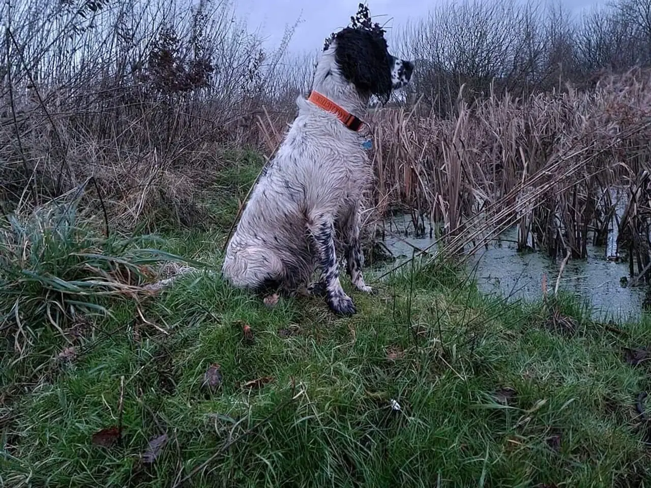 Billede 11 - Engelsk springer spaniel 