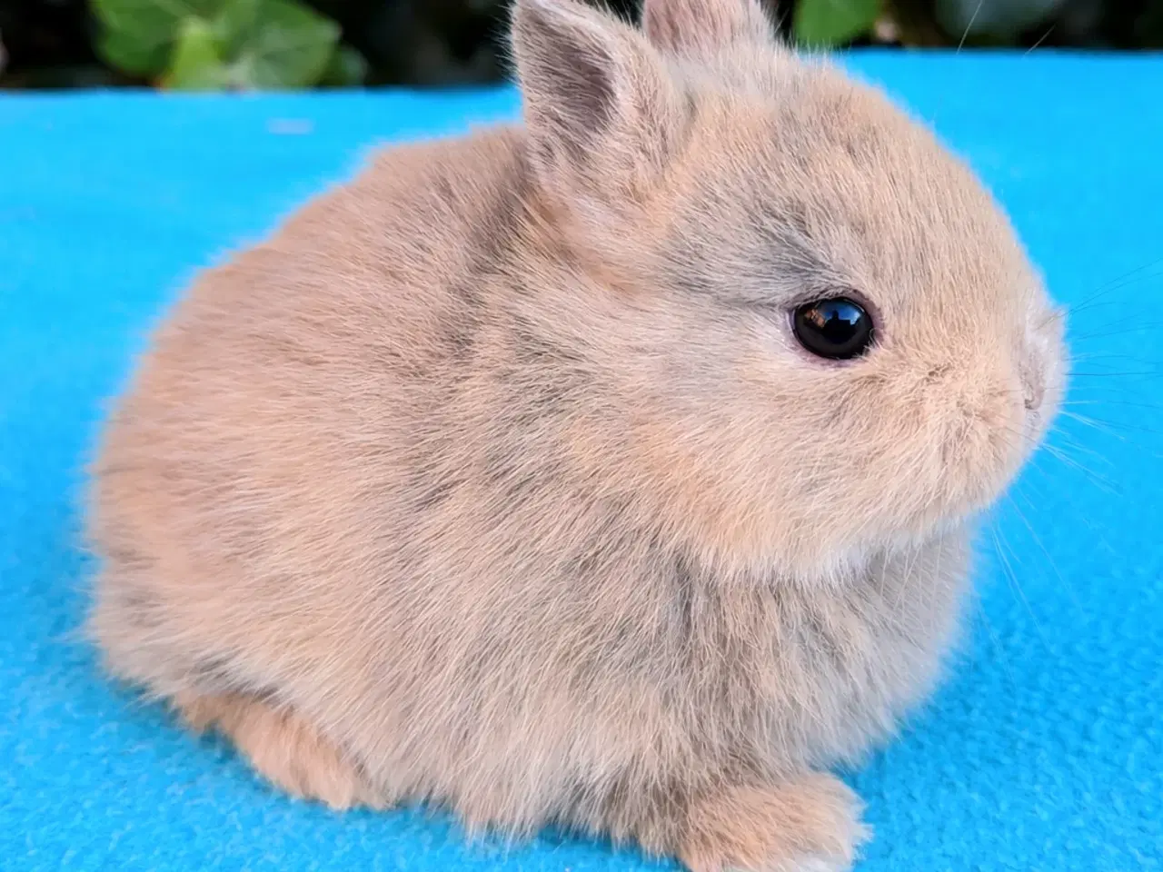 Billede 1 - Hermelin kaninunge sælges 