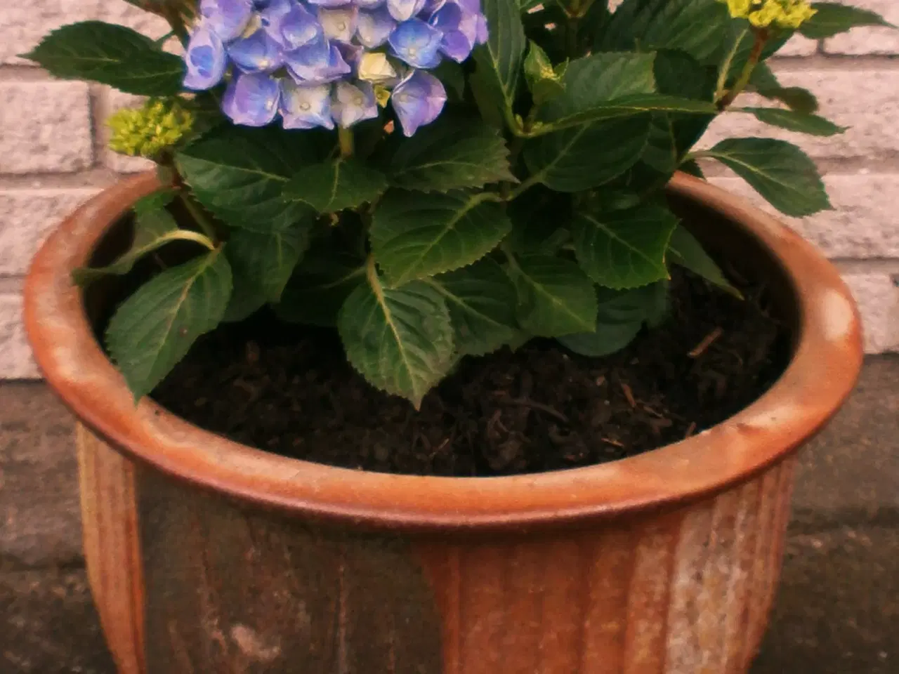 Billede 4 - Ny Hortensia med Stor, Ny Krukke