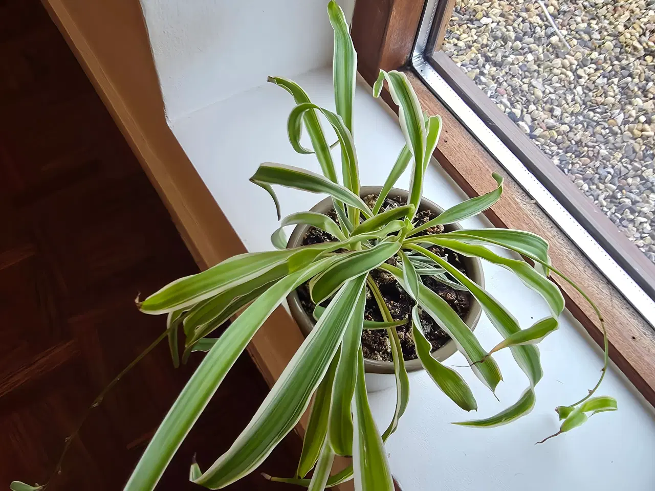 Billede 1 - Planter/stueplanter