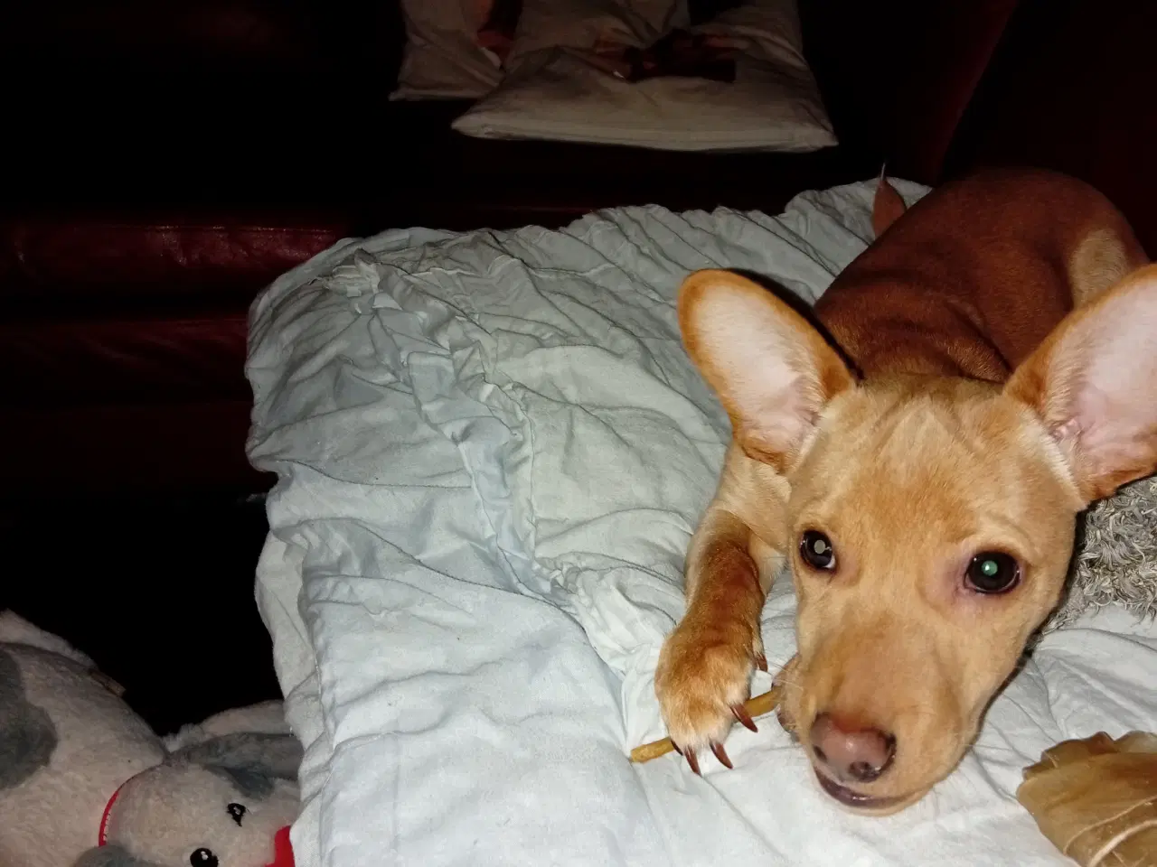 Billede 1 - Lille Gilbert søger nyt hjem 