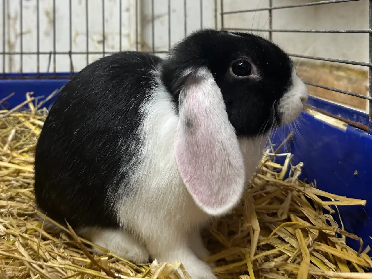 Billede 2 - En sød kaninunge sælges