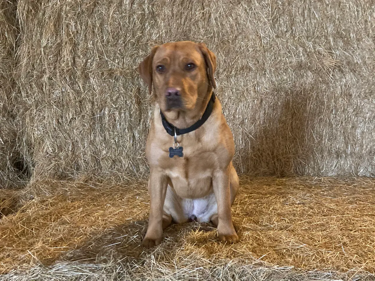 Billede 11 - Labrador hvalpe Sælges 