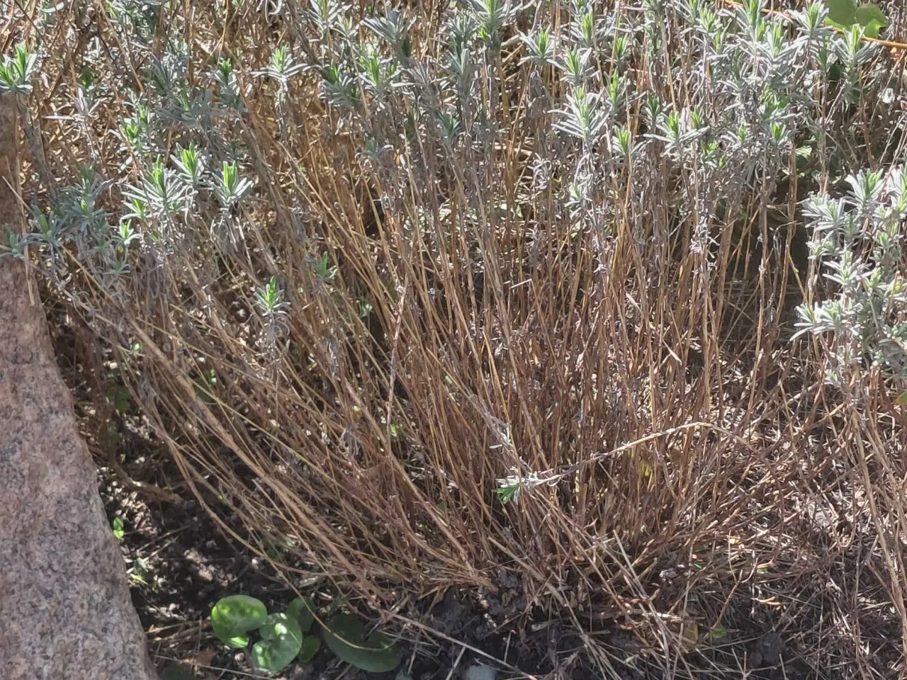 Billede 1 - 4 store lavendler 