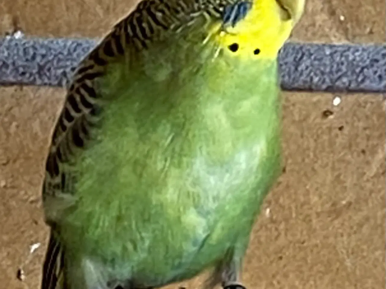 Billede 4 - Unge undulater