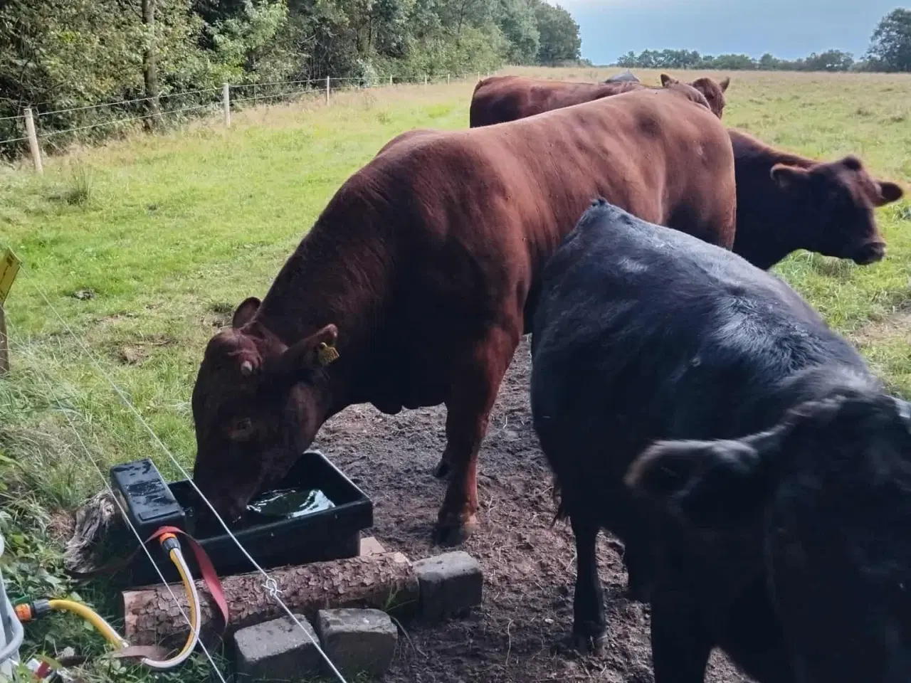 Billede 2 -  Rolige Angus løbetyre til udlejning og bedækning 