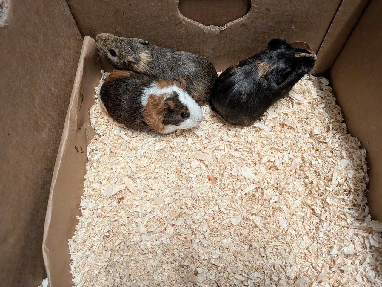 Billede 2 - marsvin unger søger nyt hjem