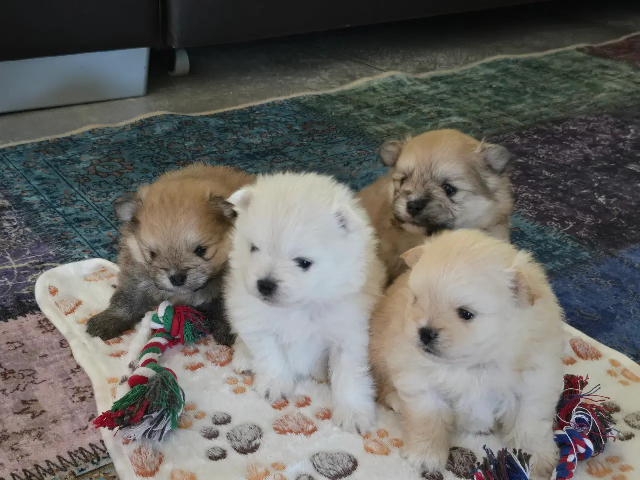 Billede 20 - Pomeranian hvalpe , 4 søde drenge. 