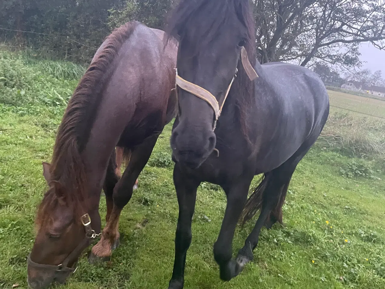 Billede 4 - Hest