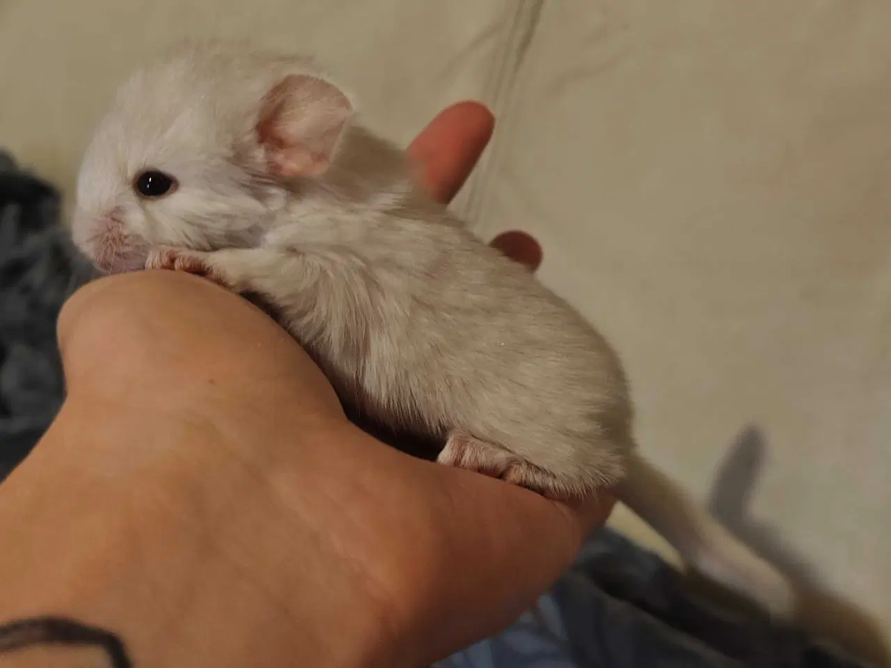 Billede 3 - Chinchilla hun 1,5 år✨