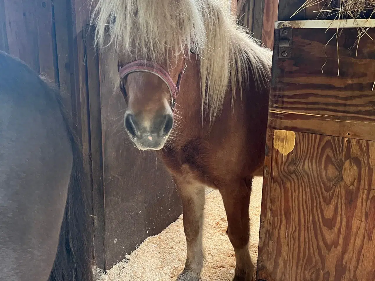 Billede 2 - Sød og smuk hoppe