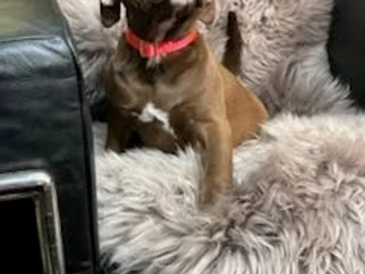 Billede 5 - Old english bulldog