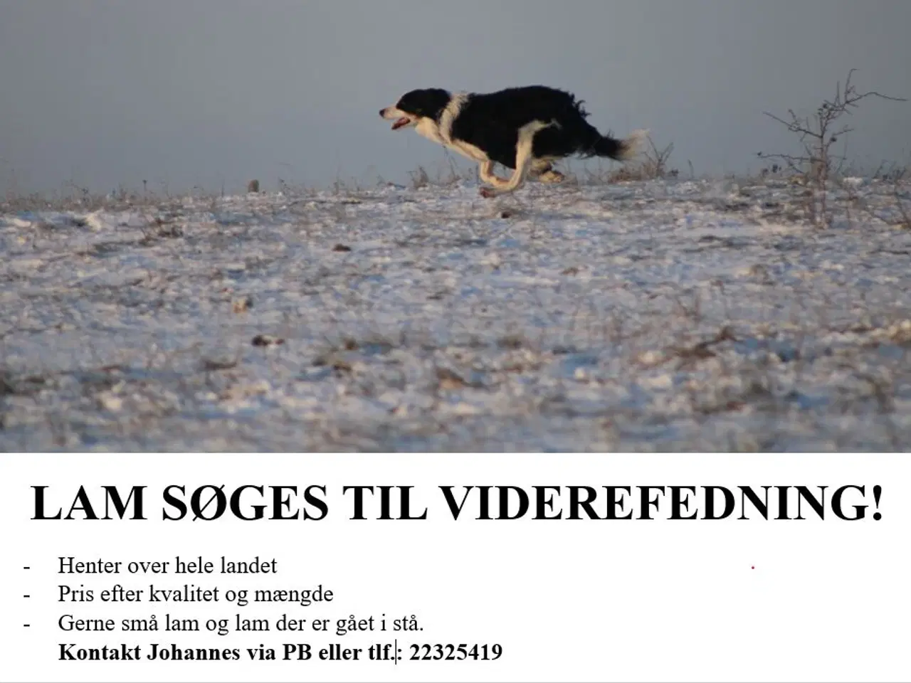 Billede 1 - Lam søges til viderefedning