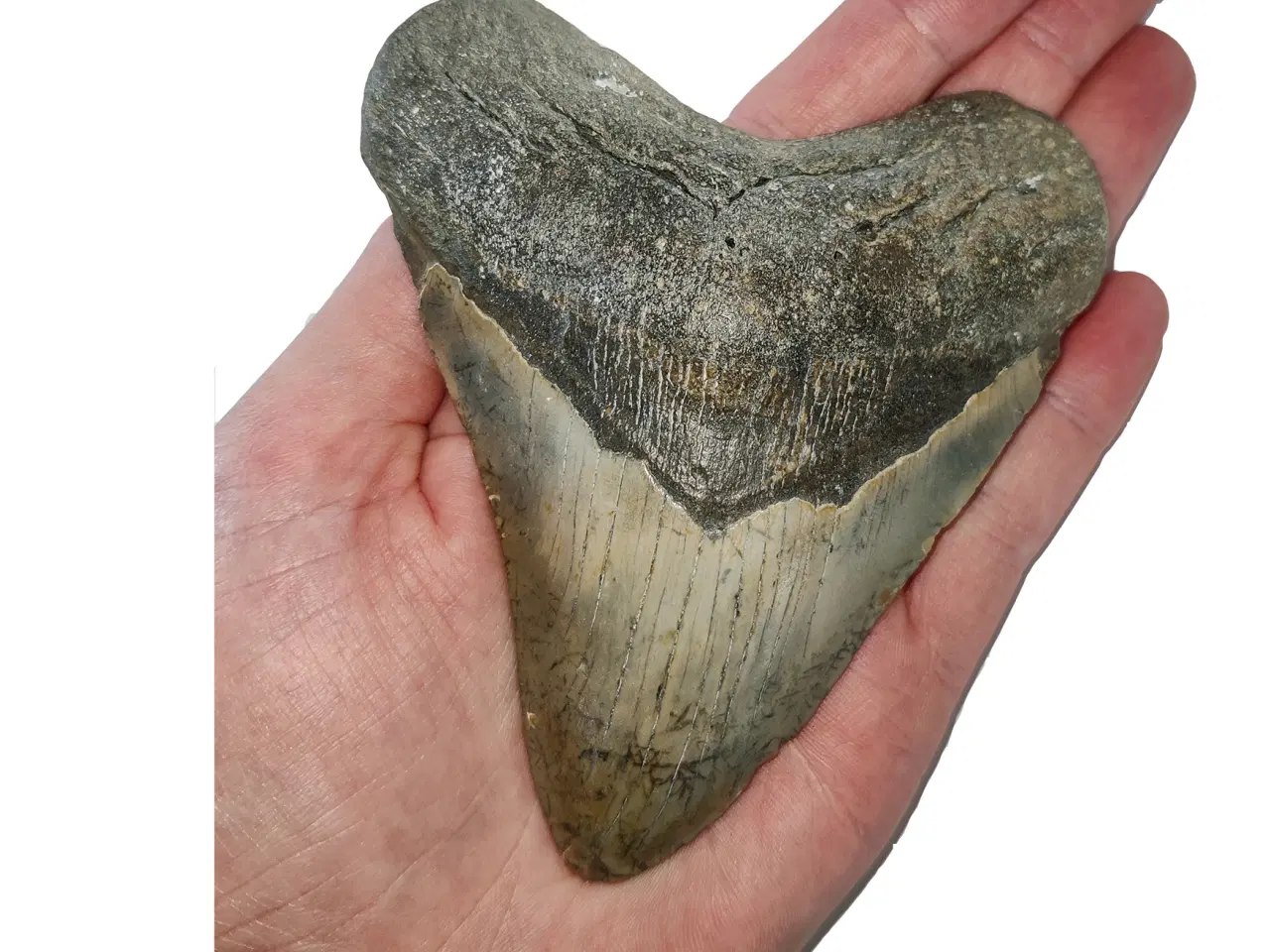 Billede 3 - Megalodon tand 12,6 cm