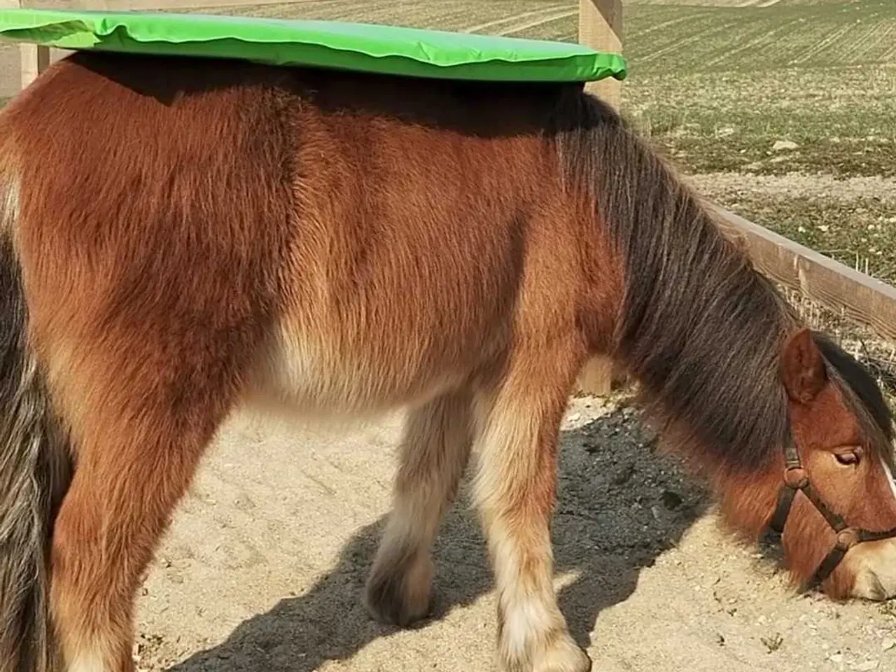 Billede 4 - Islænder/Tinker