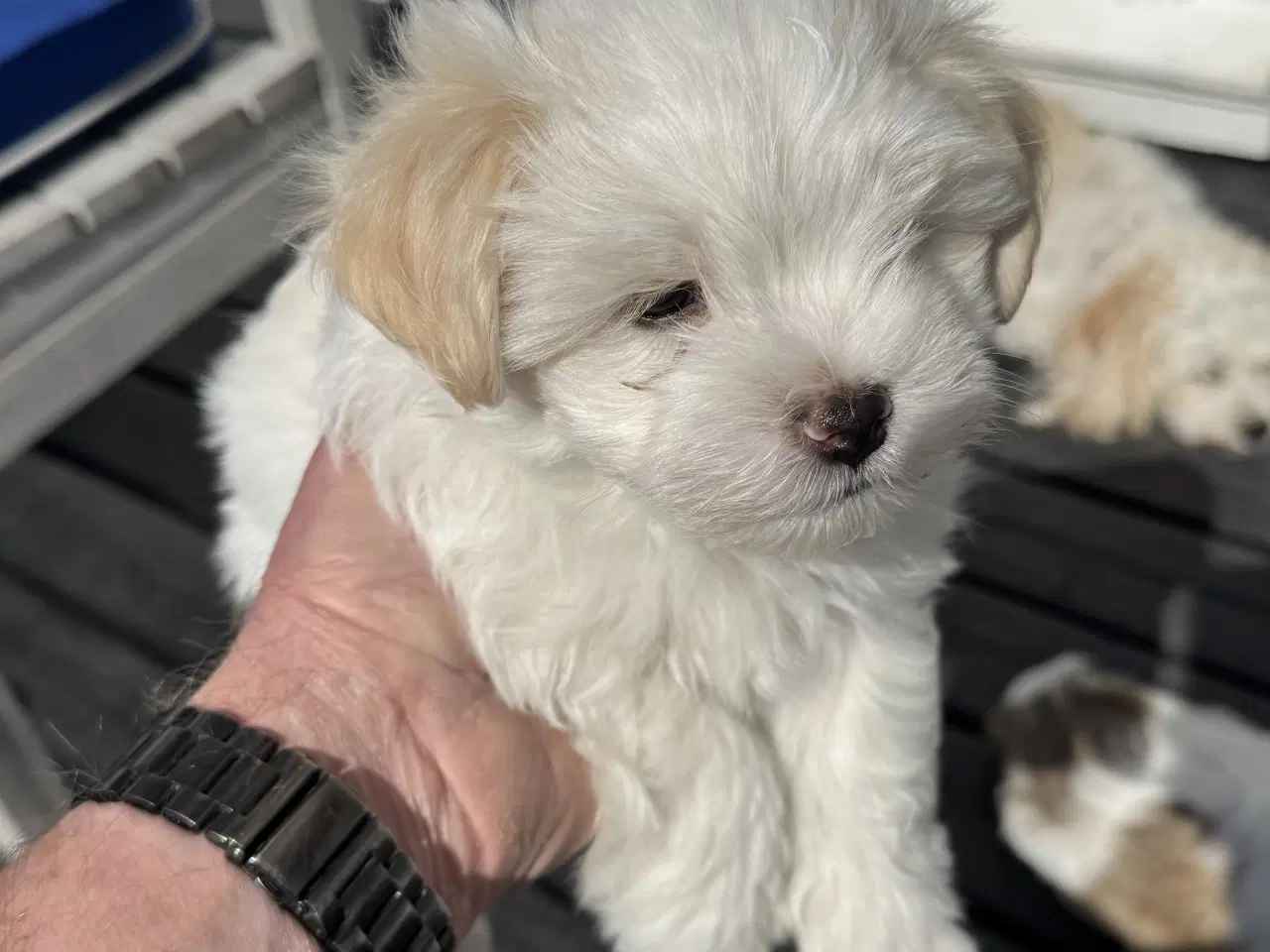 Billede 4 - Han, 7 uger