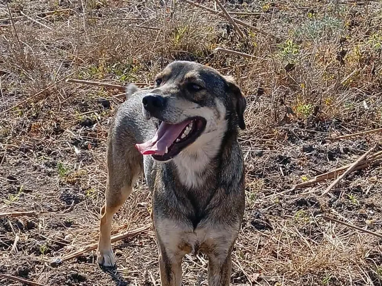 Billede 8 - Sødeste Pane søger familie
