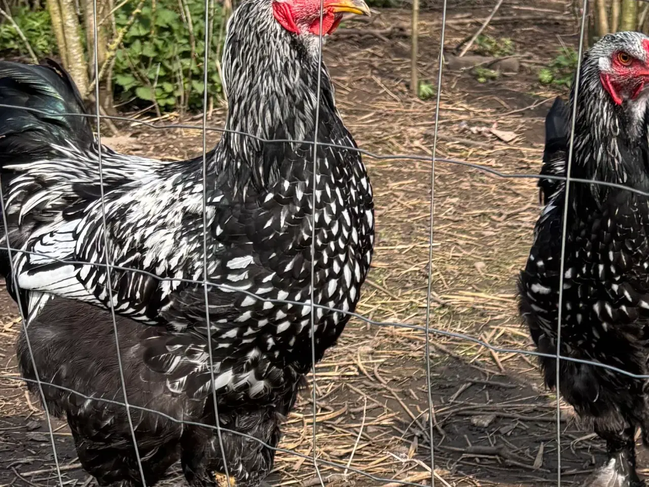 Billede 2 - Brahma haner 