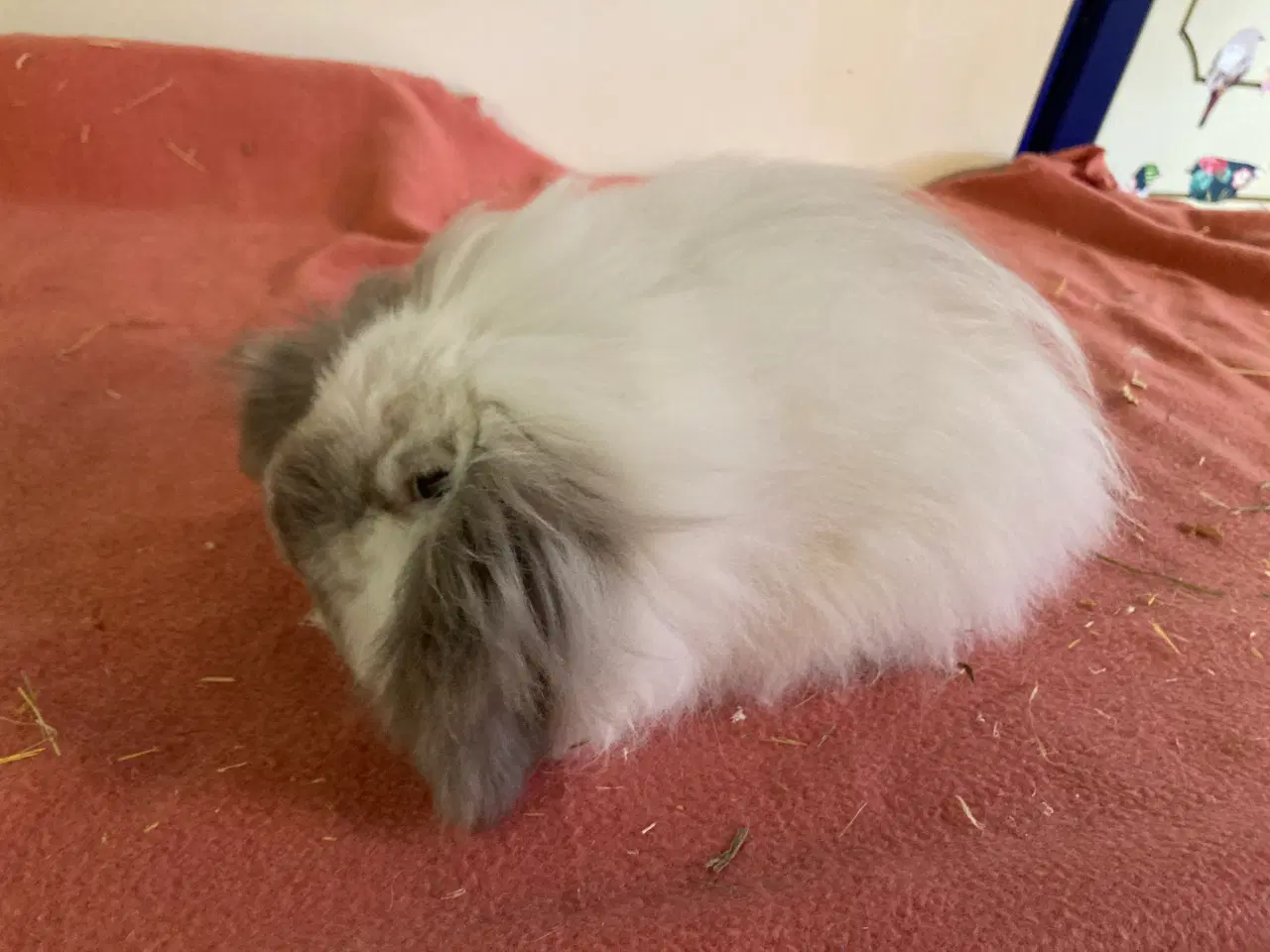 Billede 3 - Molly søger nyt hjem