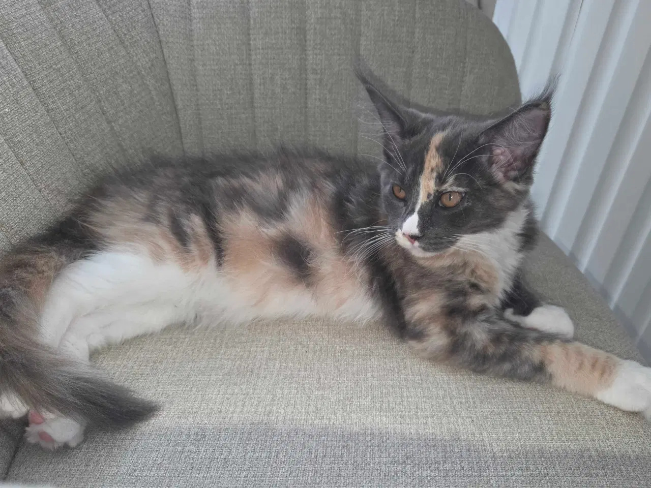 Billede 2 - De sødeste Maine coon killinger