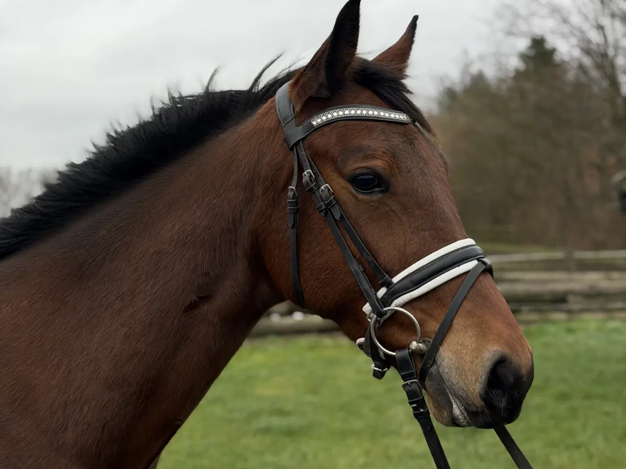 Billede 1 - Redet trav vallak