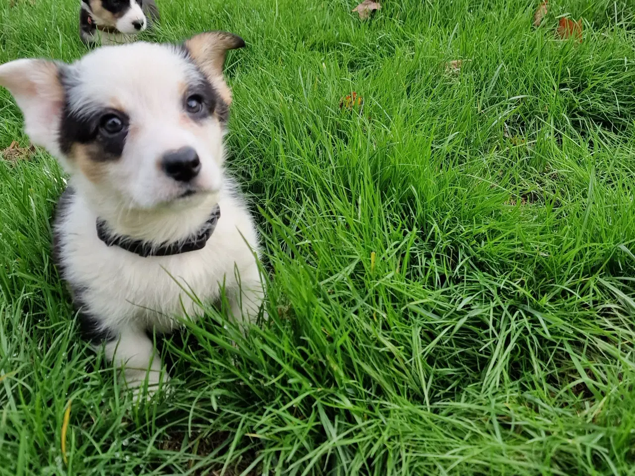 Billede 2 - Welsh Corgi Cardigan hvalpe