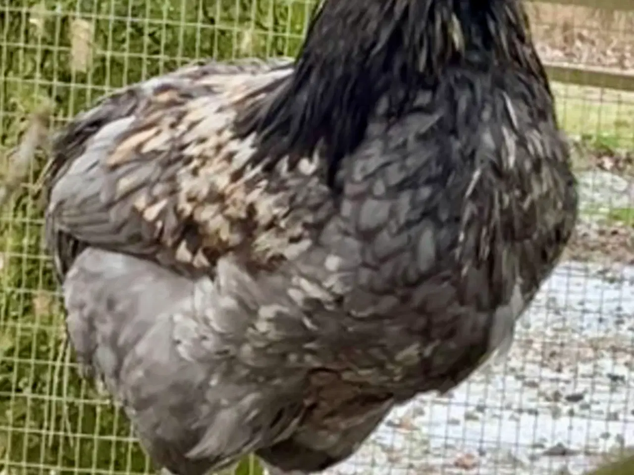 Billede 5 - Lys Sussex unge haner, (stor) og Araucana bl. Hane