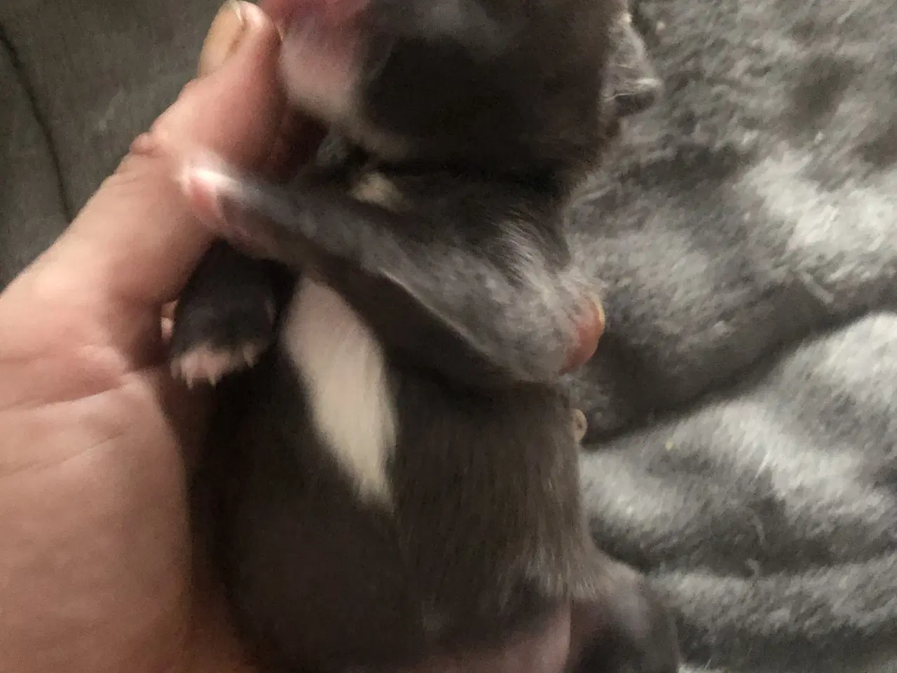 Billede 16 - Shih Tzu / Chihuahua blanding