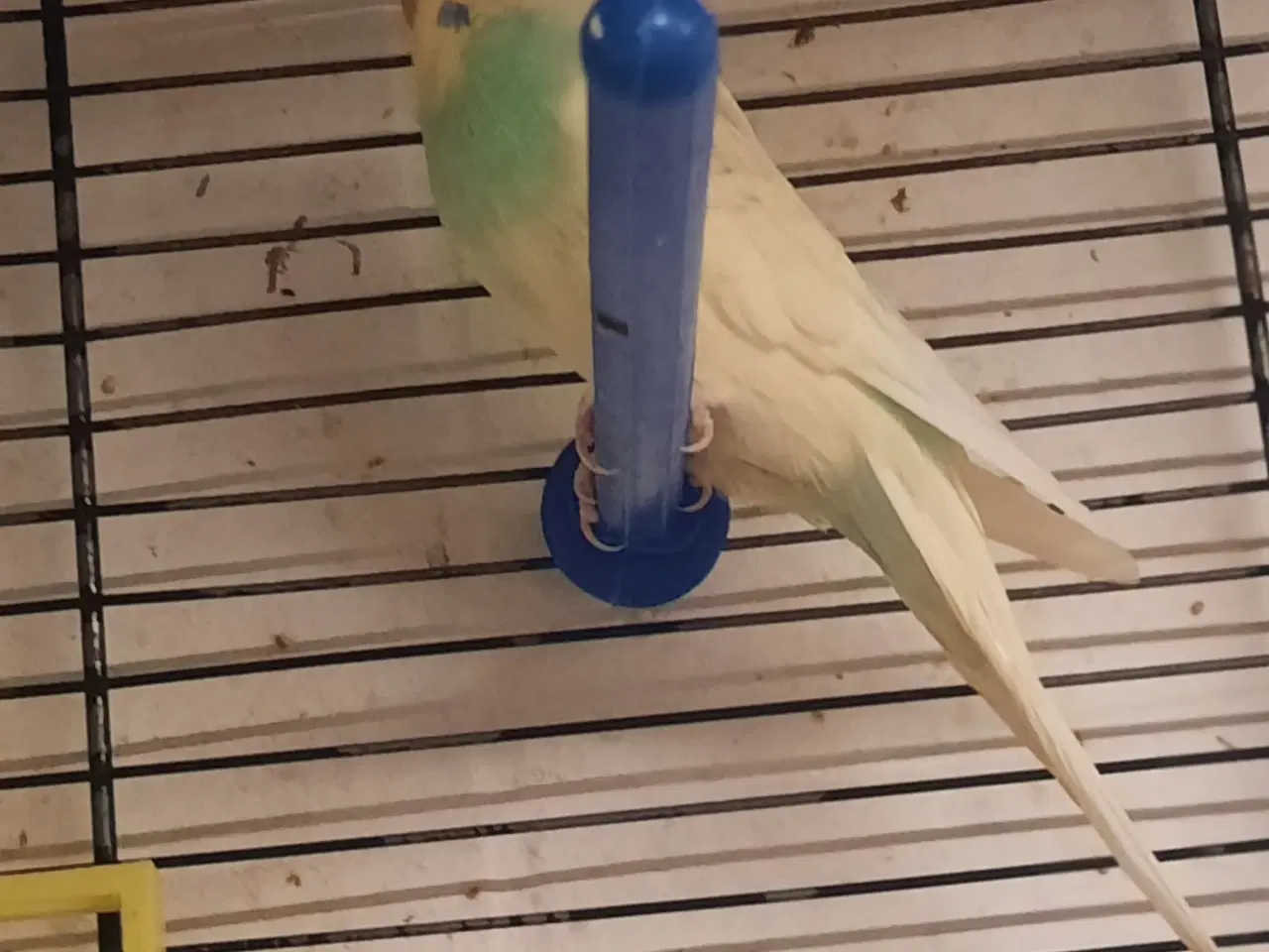 Billede 2 - To han-undulater sælges eller byttes med en hun-u