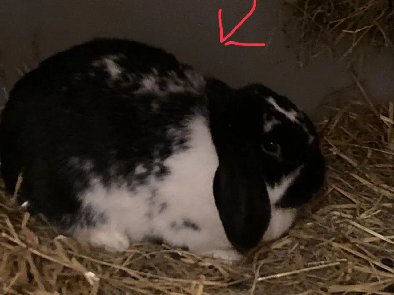 Billede 5 - Kaninunger søger nyt hjem