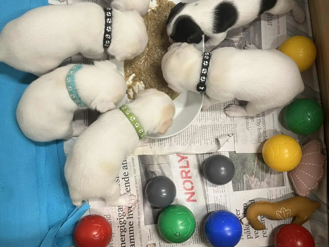 Billede 7 - Dansk svensk gårdhund 