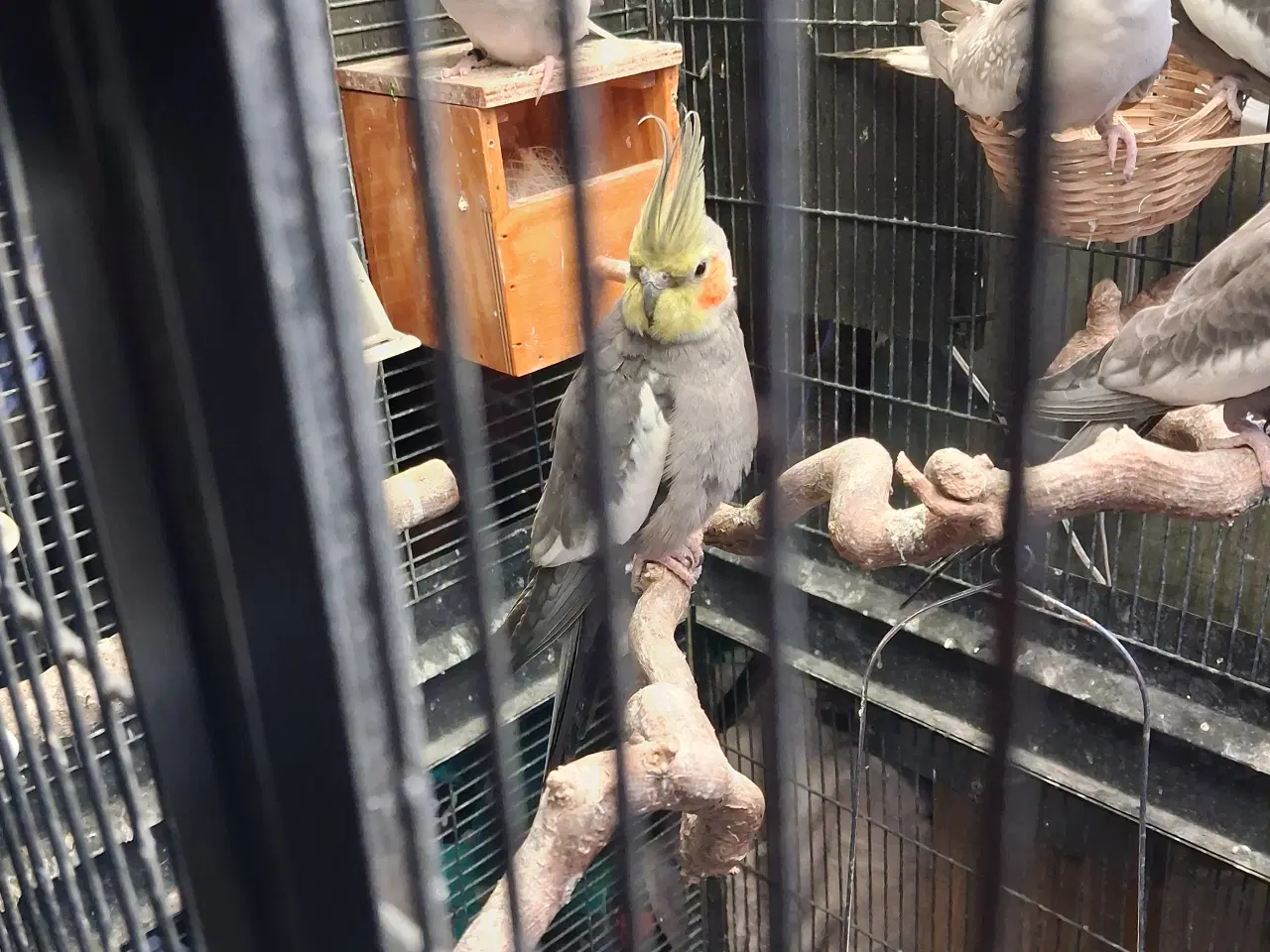 Billede 3 - Nymfeparkit sælges 