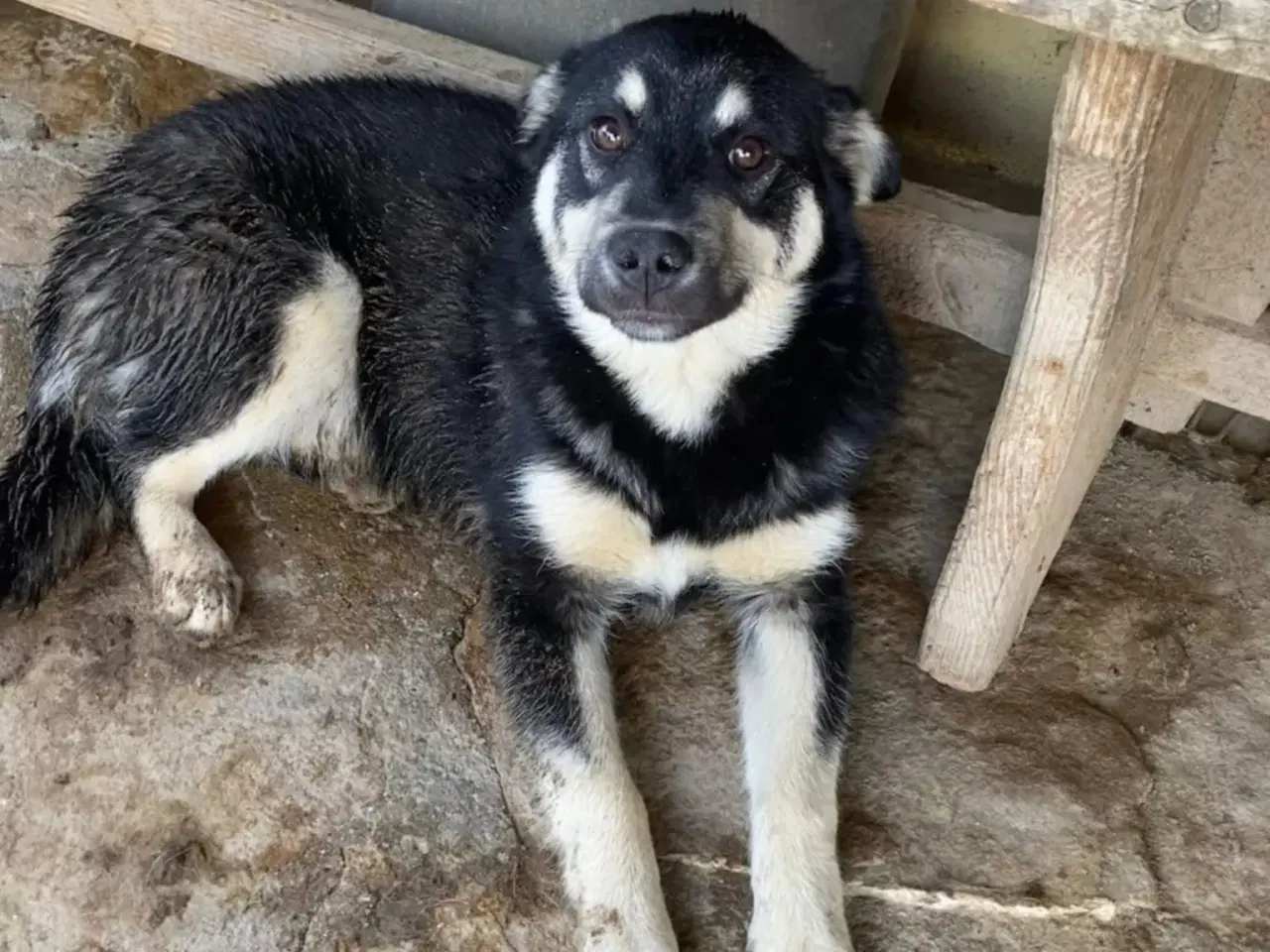 Billede 8 - Smukke Zigga søger sit 4ever hjem