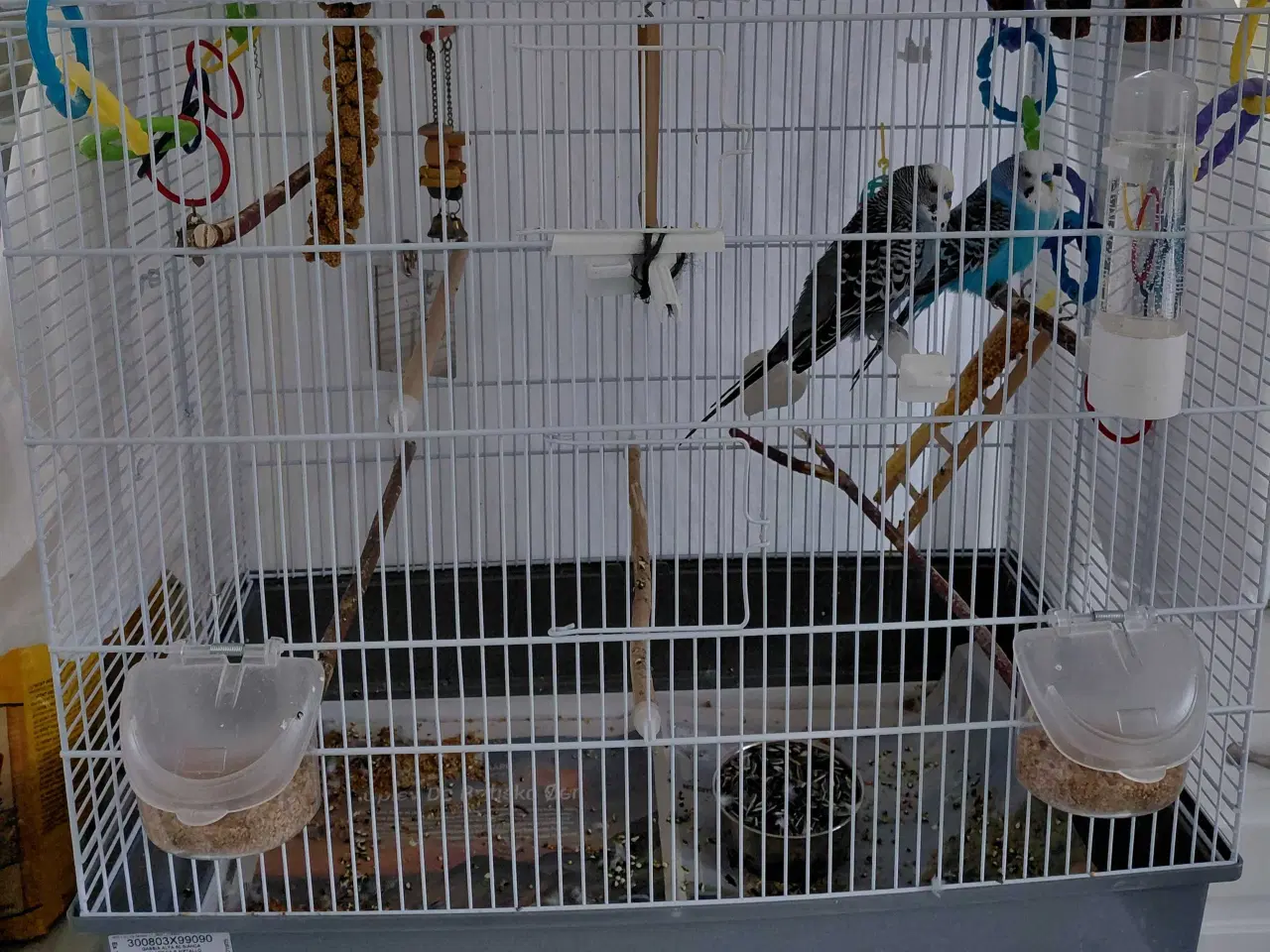 Billede 2 - Undulater med bur - Til godt og blivende hjem