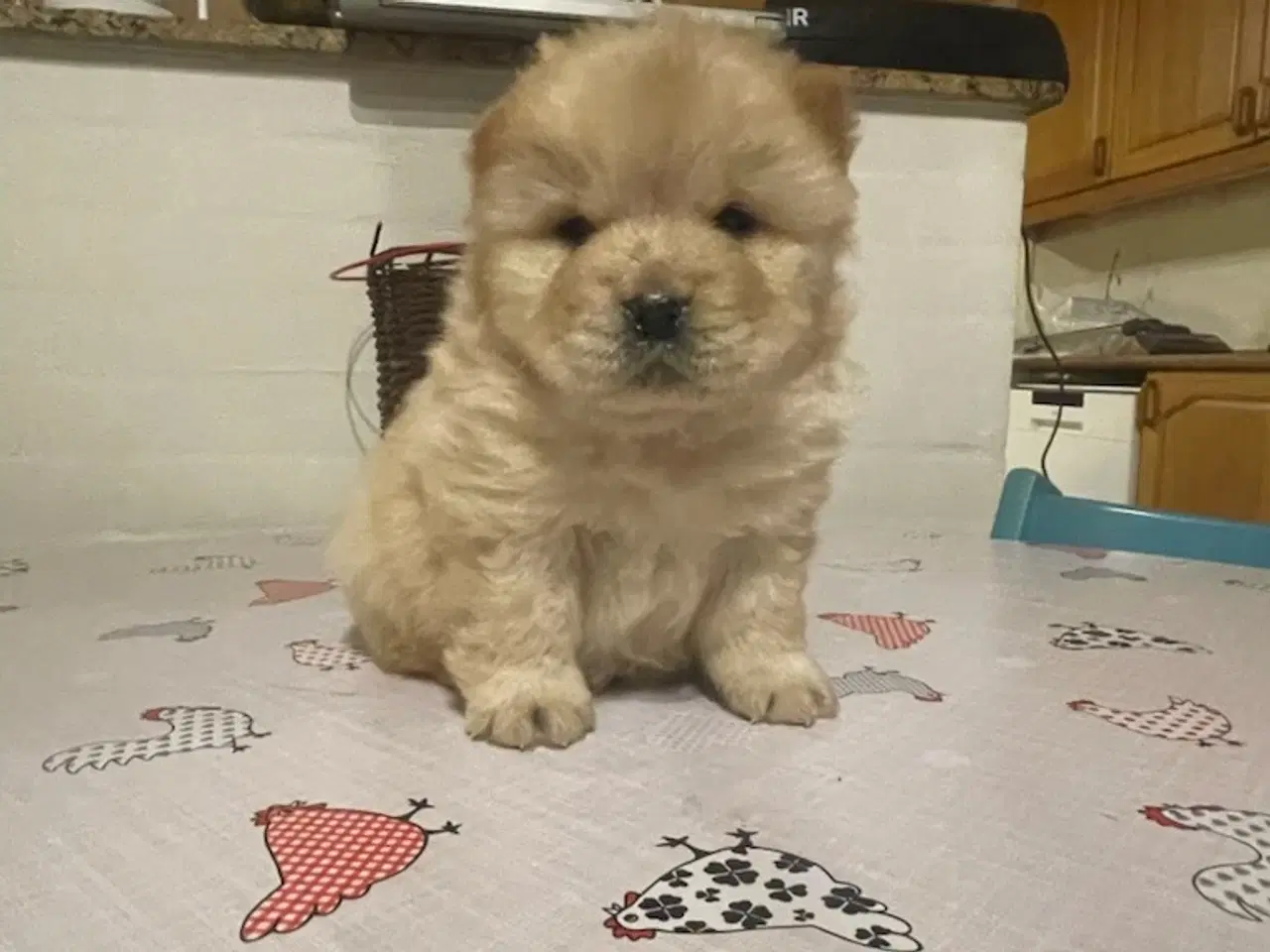 Billede 9 - Chow Chow hvalpe 