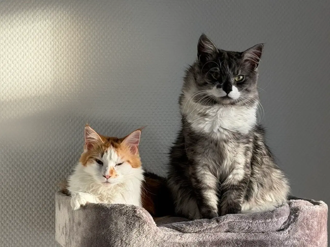 Billede 7 - Main Coon killinger