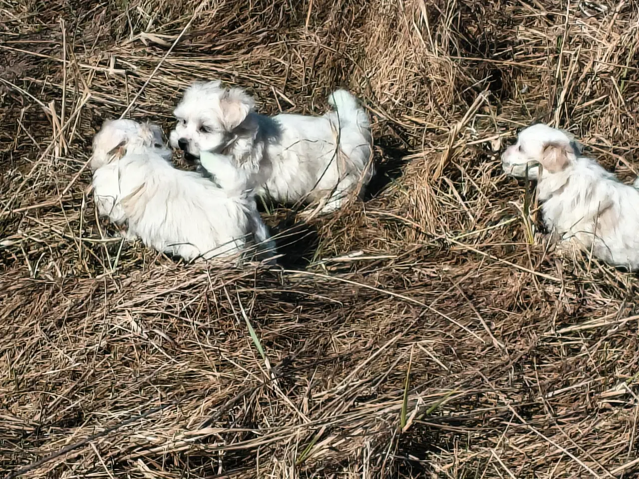 Billede 8 - Maltipoo - malteser hvalpe