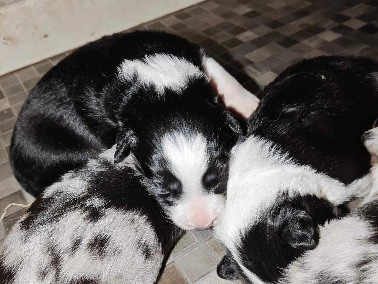 Billede 10 - Sødeste Border collie hvalpe