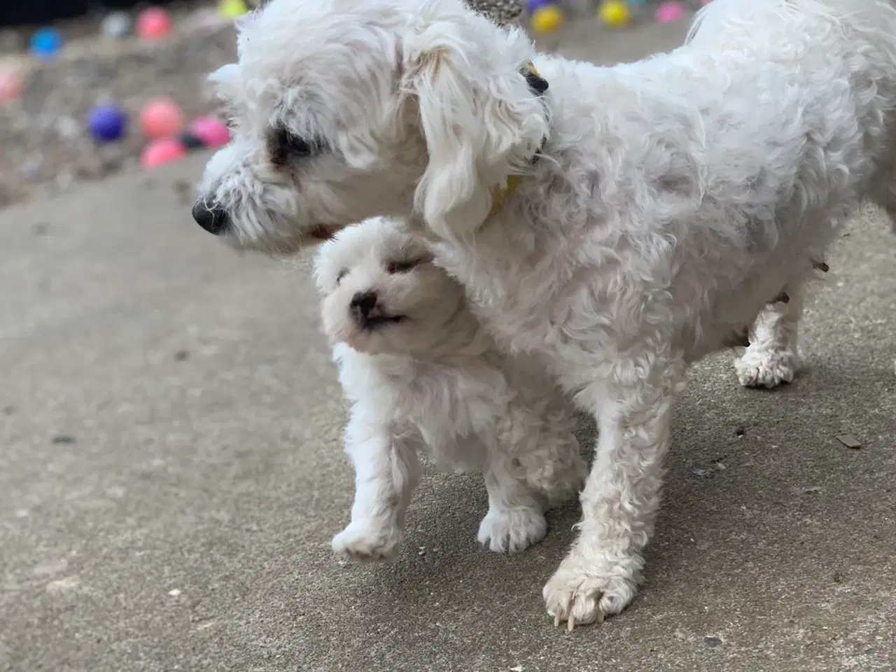 Billede 20 - De smukkeste Maltichon babyer 