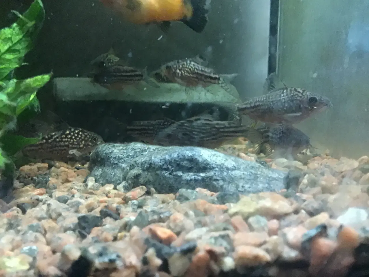 Billede 4 - Trinilatus corydoras