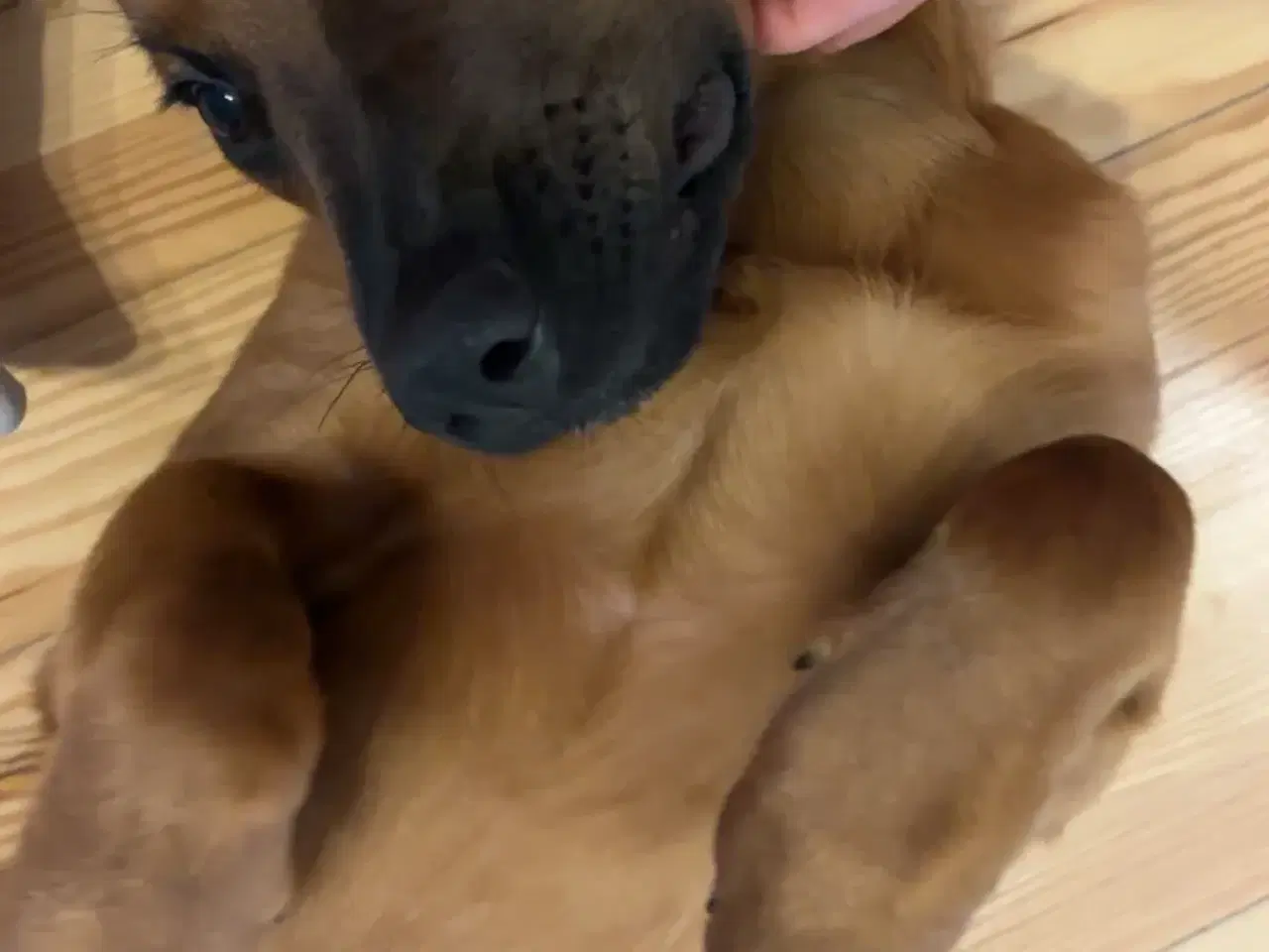 Billede 1 - Nala søger nyt hjem med kærlighed og rummelighed 