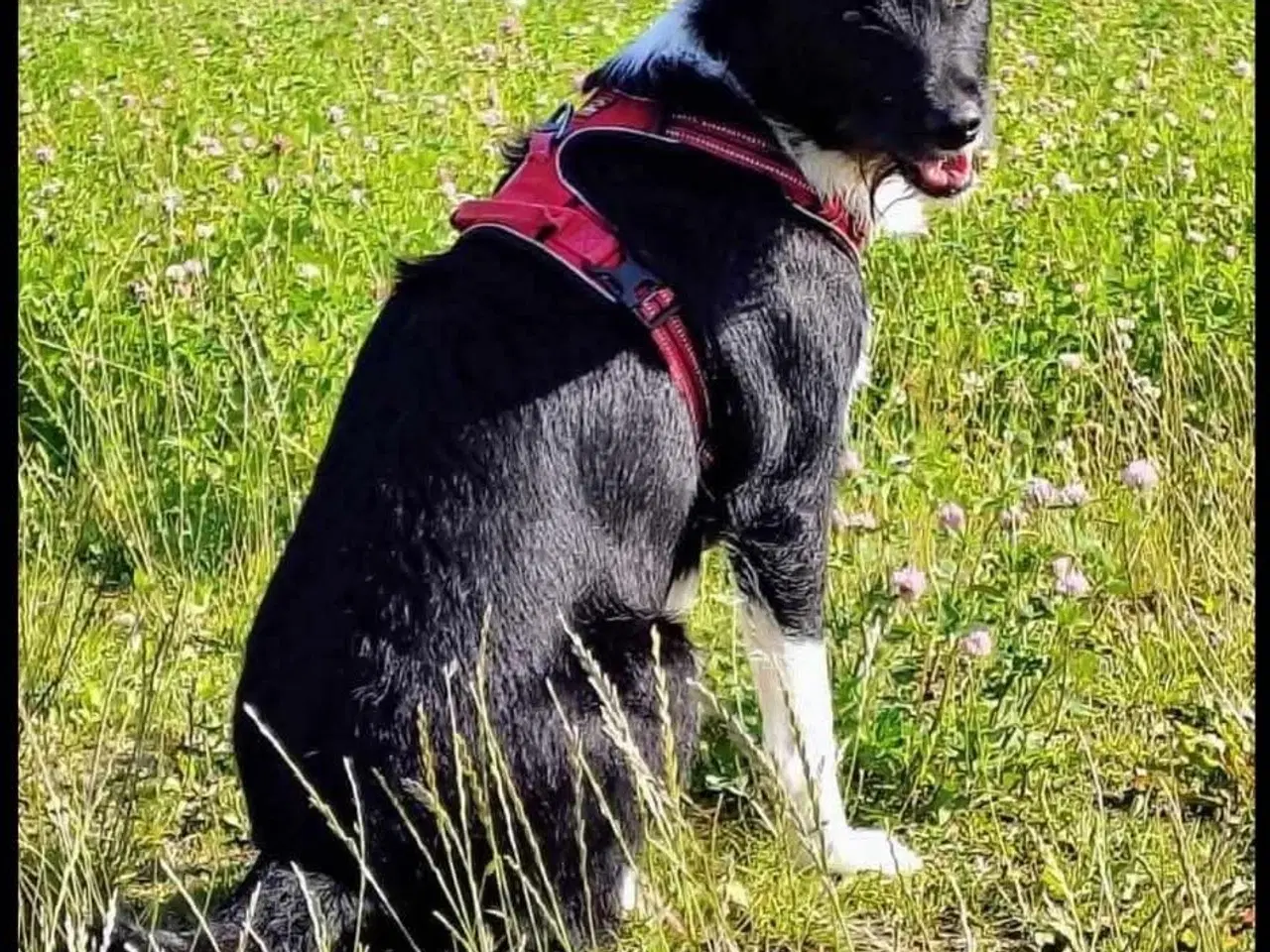 Billede 7 - Dejlige Bella søger nyt hjem med hundeven 🩷