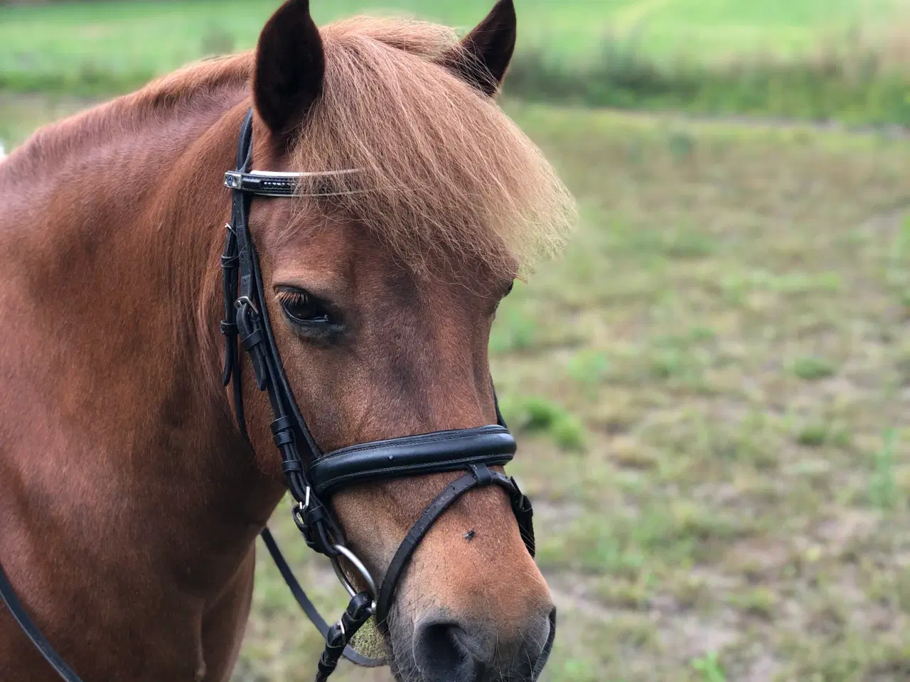 Billede 4 - Skøn pony sælges 