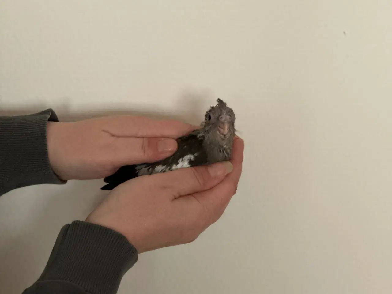 Billede 6 - Håndopmadet nymfeparakiter 