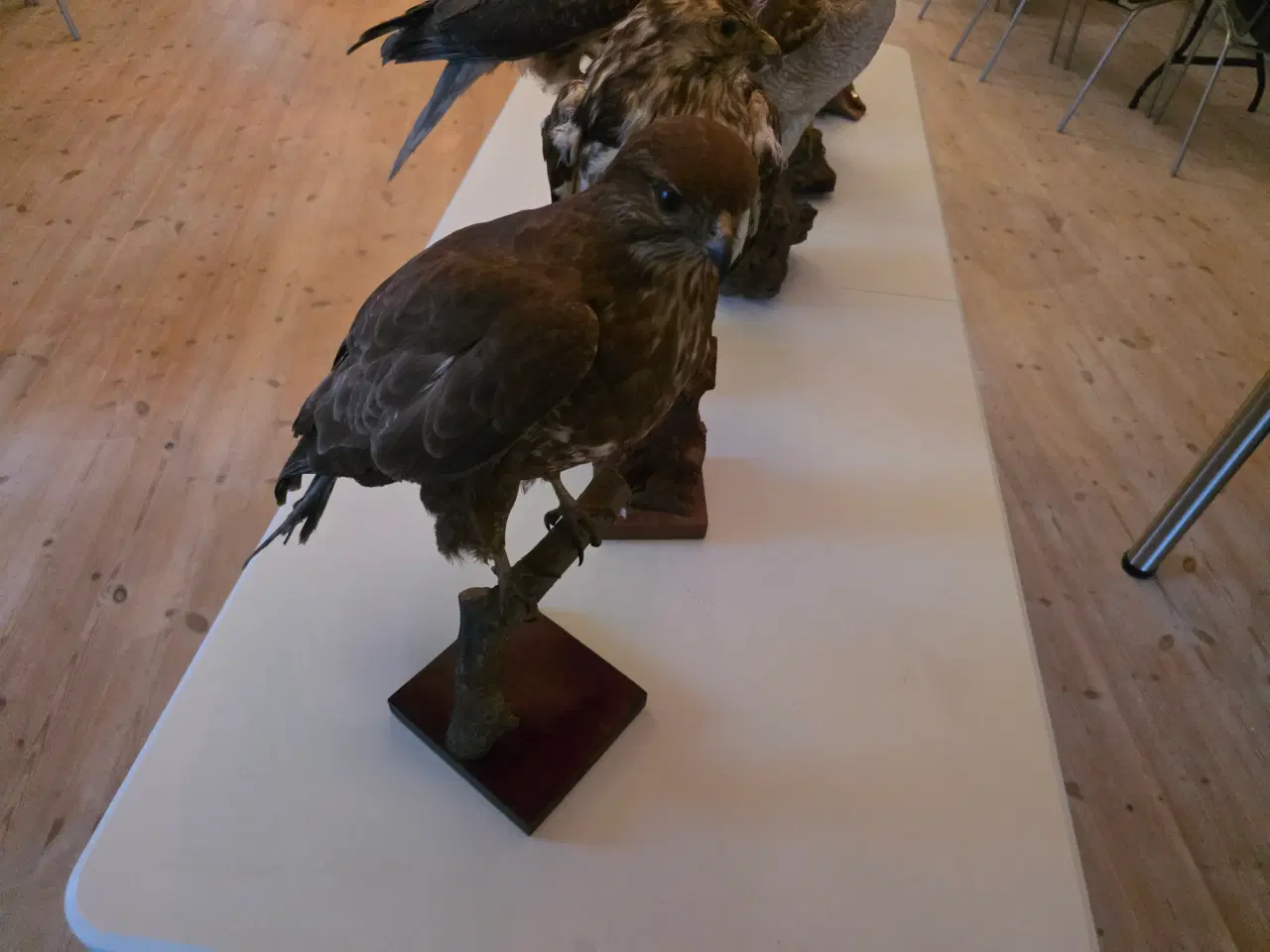 Billede 2 - Rovfugle, sælges samlet eller hver for sig